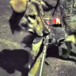 夜のお散歩中の元保護犬
