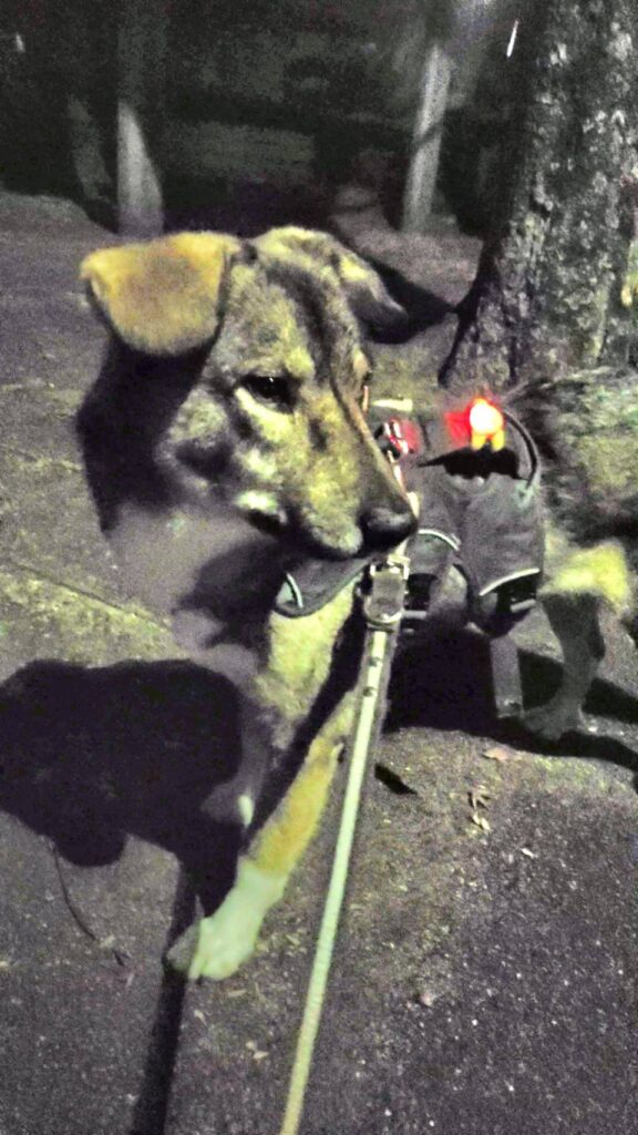 夜のお散歩中の元保護犬