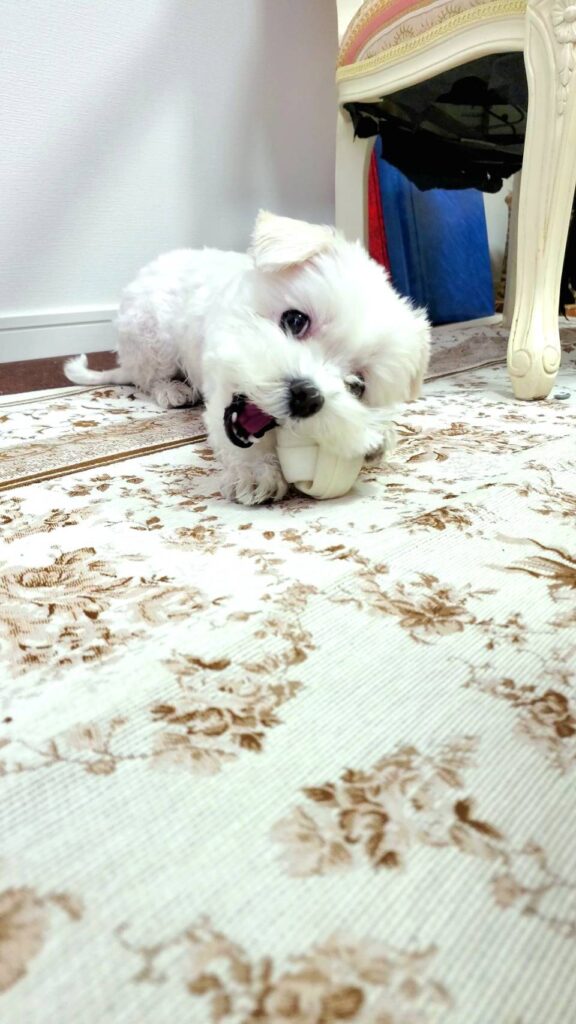 骨のおやつを噛んでいるマルチーズのわんちゃん