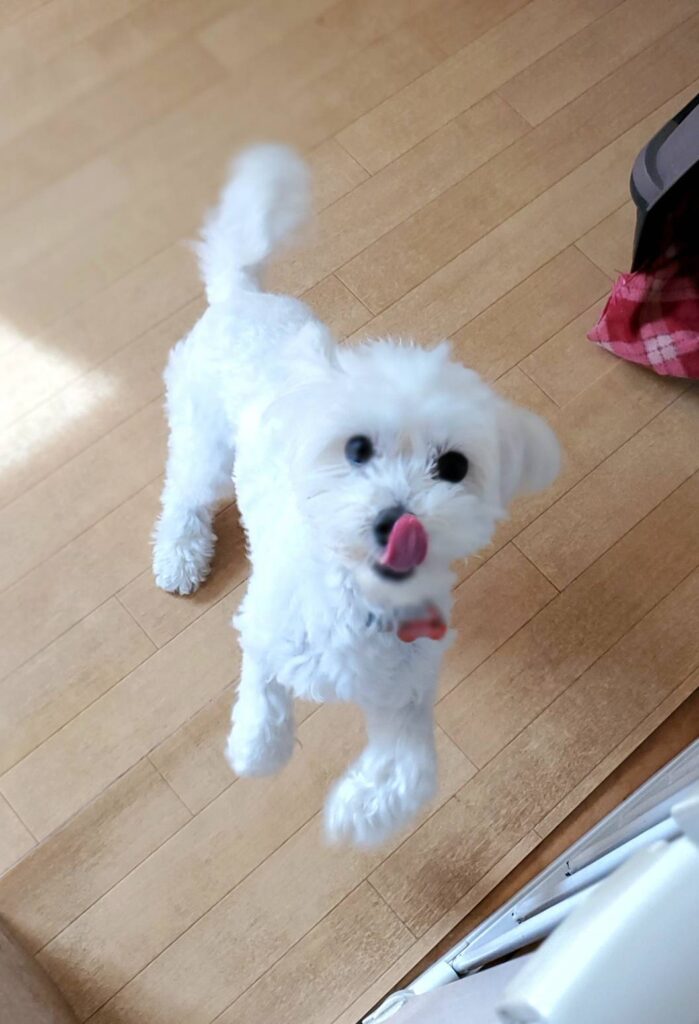 室内のマルチーズのわんちゃん