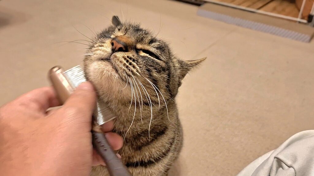 ブラッシングをしている元保護猫