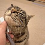 ブラッシングをしている元保護猫