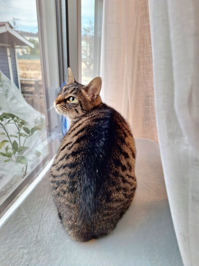 窓際でくつろぐ元保護猫