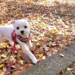 公園をお散歩するマルチーズの犬