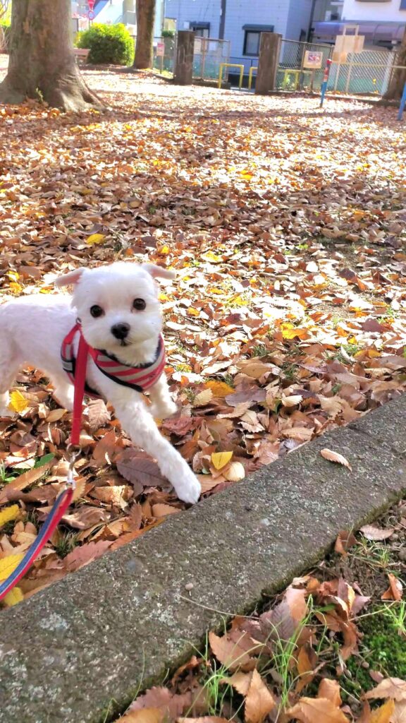 公園をお散歩するマルチーズの犬