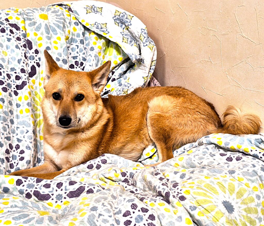 お家でゆっくりくつろぐミックス犬