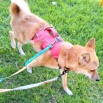ミックス犬の芝生でのお散歩