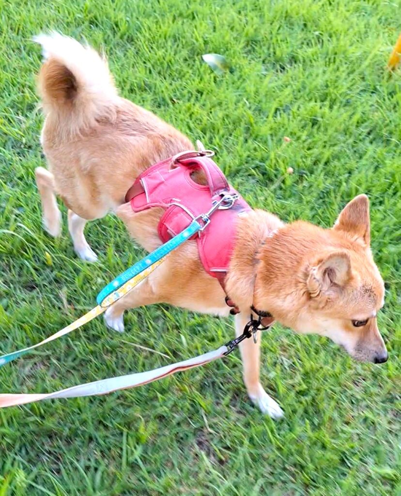 ミックス犬の芝生でのお散歩