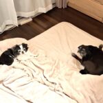 お部屋でくつろぐパグとチワワの犬