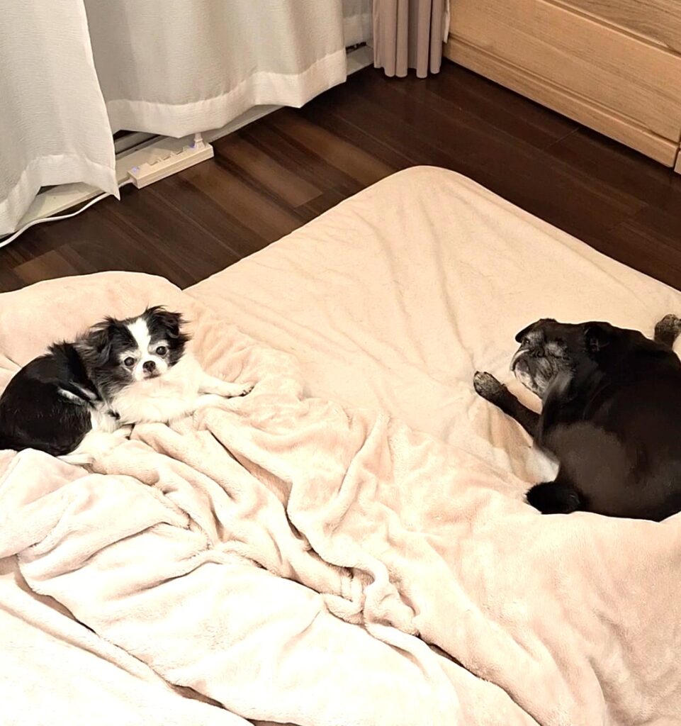 お部屋でくつろぐパグとチワワの犬