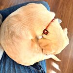 私の足元で眠る甘えん坊のラブラドール