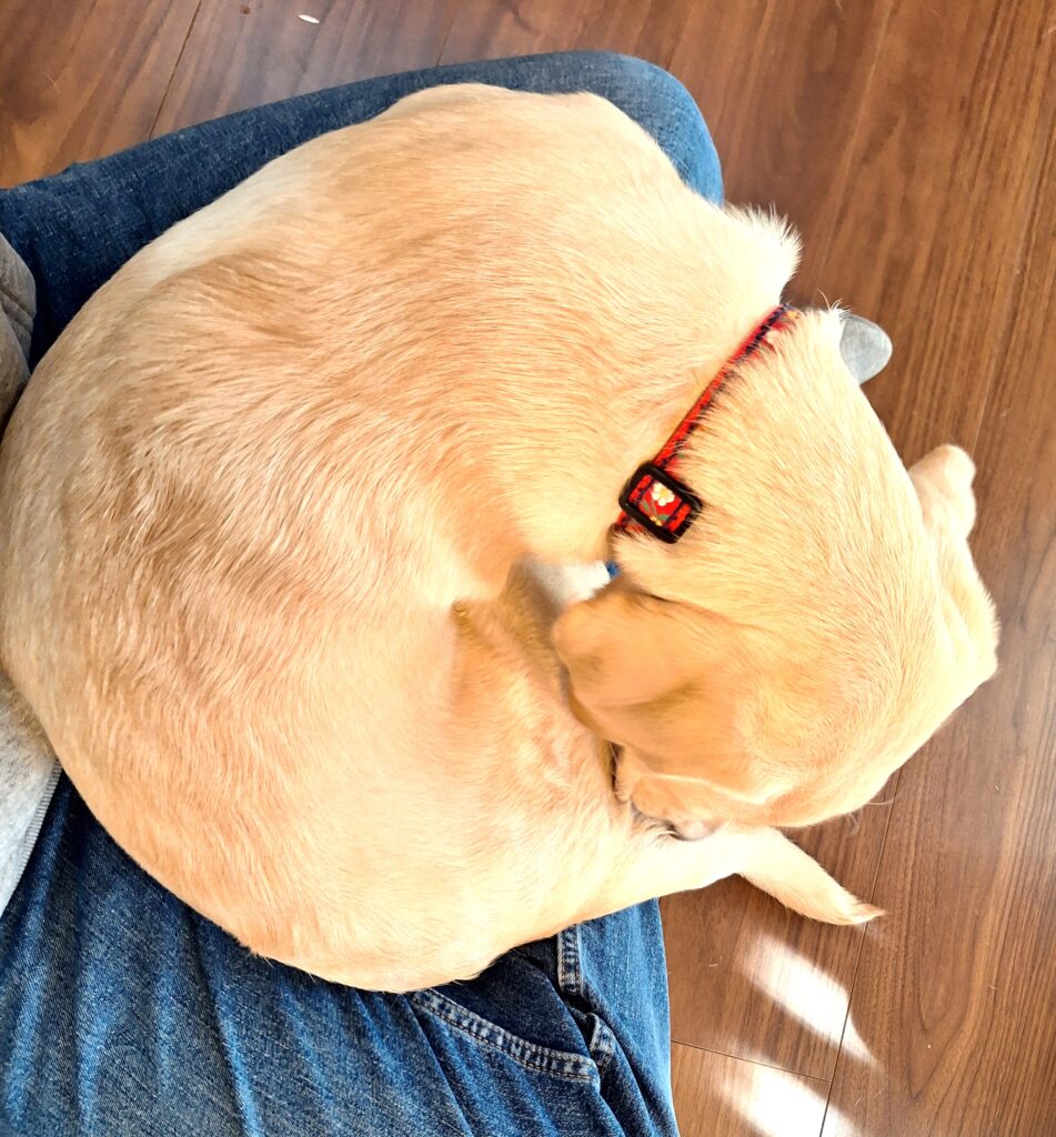 私の足元で眠る甘えん坊のラブラドール